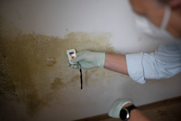 Best Localized Mold Remediation (e.g., coastal areas, humid climates) in Algona, WA